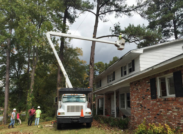 How Our Tree Care Process Works  in  Ball Ground, GA