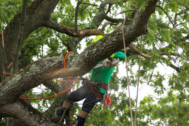 Lawn Pest Prevention in Ball Ground, GA